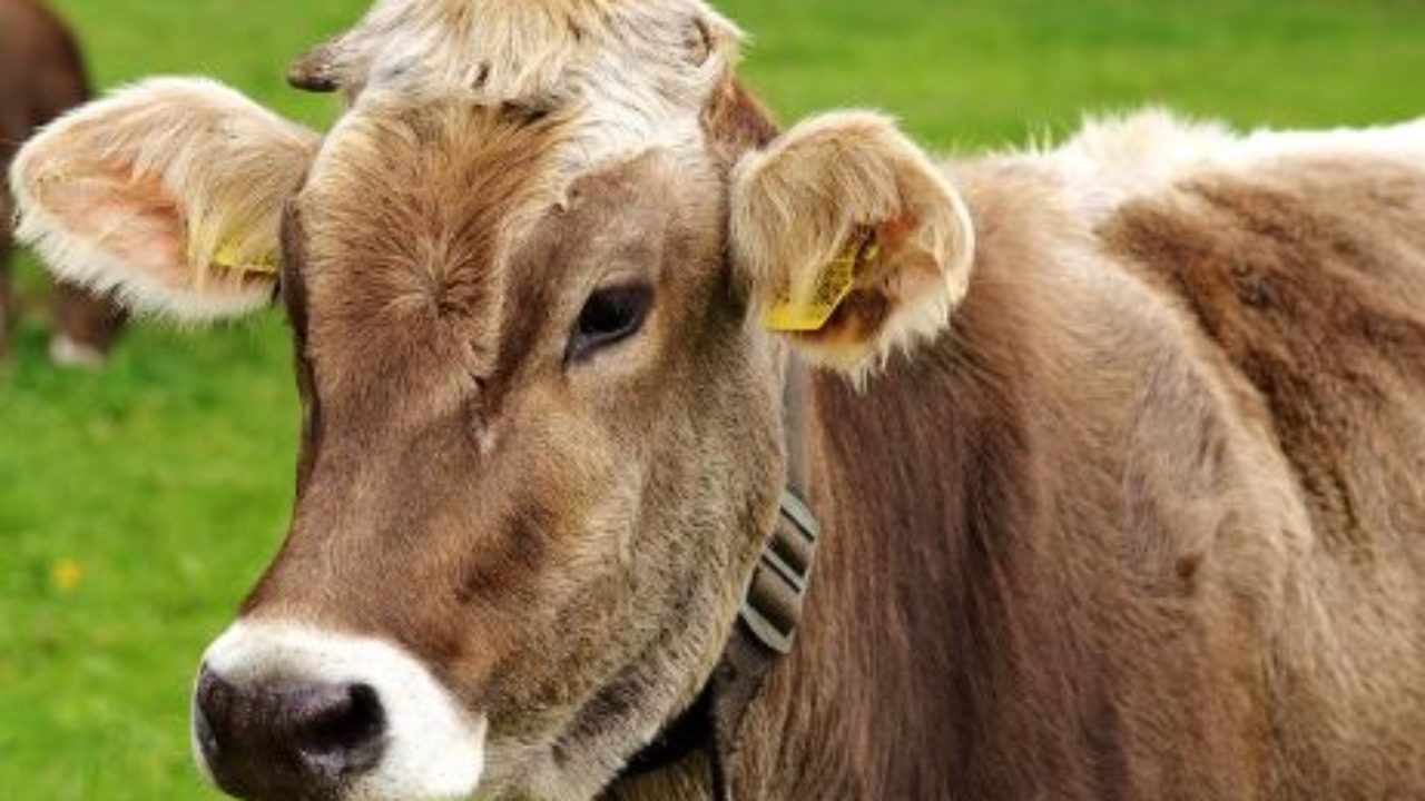 Horse essay for class 3 picture