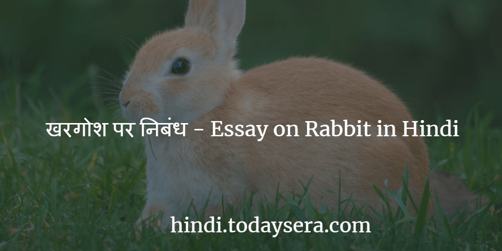 essay on the rabbit in hindi