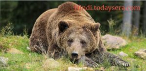 भालू पर निबंध or Kavita Essay on Bear in hindi