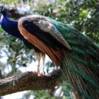 हिंदी में मोर पर 10 लाइनें 10 Lines on Peacock in Hindi
