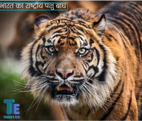 भारत का राष्ट्रीय पशु बाघ पर निबंध Essay on National Animal of India in Hindi