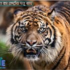 भारत का राष्ट्रीय पशु बाघ पर निबंध Essay on National Animal of India in Hindi