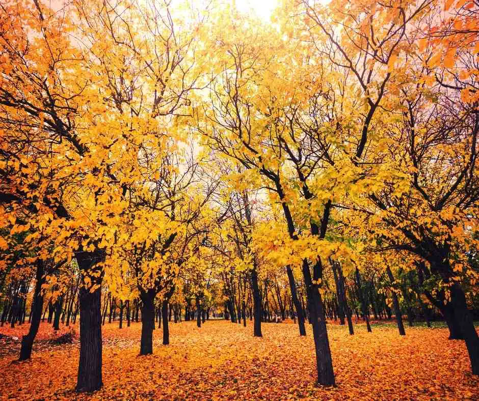 10 Lines on Autumn Season in Hindi शरद ऋतु  पर १० पंक्तियाँ हिंदी में