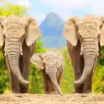 10 Lines on Elephant in Hindi हाथी  पर १० पंक्तियाँ हिंदी में