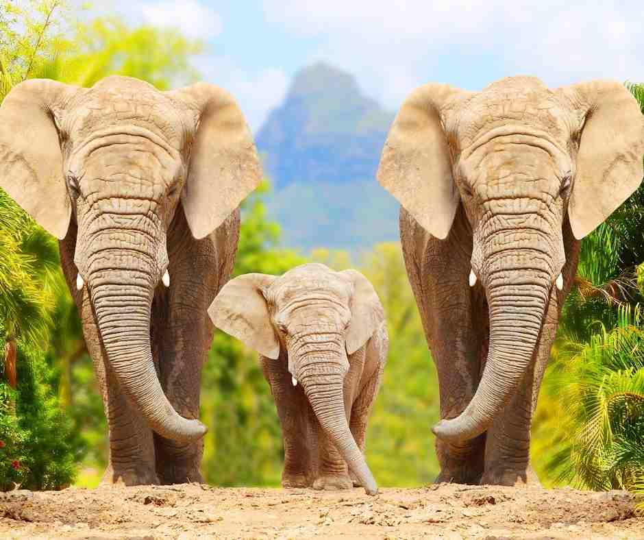 10 Lines on Elephant in Hindi हाथी  पर १० पंक्तियाँ हिंदी में