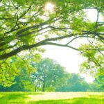10 Lines on Tree in Hindi पृथ्वी पर 10 पंक्तियां हिंदी में (1)